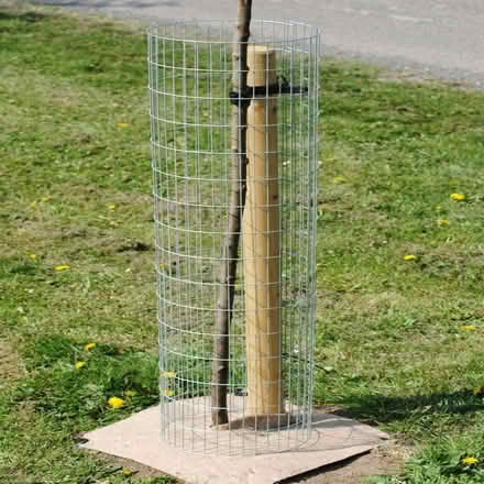 Photo of Mesh tree guard (Low Hesket CA4) #1