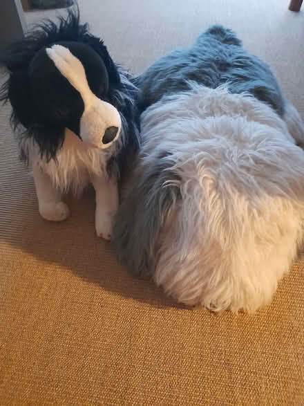 Photo of free Two toy dogs (Poole BH14) #1