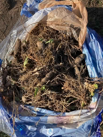 Photo of free Iris and Lilly bulbs (Nashway Dr & W Maple Rd) #1