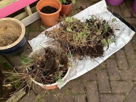 Photo of free Garden Plants (Morley LS27) #2