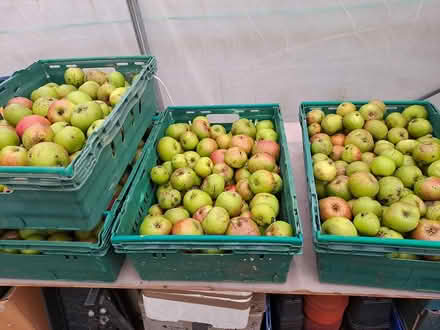 Photo of free Windfall cooking apples (Edinburgh, Canonmills EH7) #1
