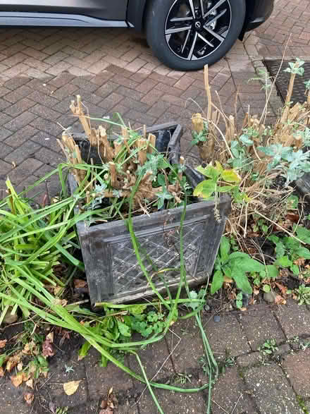 Photo of free 3 x large buddleia shrubs in pots (Near Cameron Toll EH16) #3
