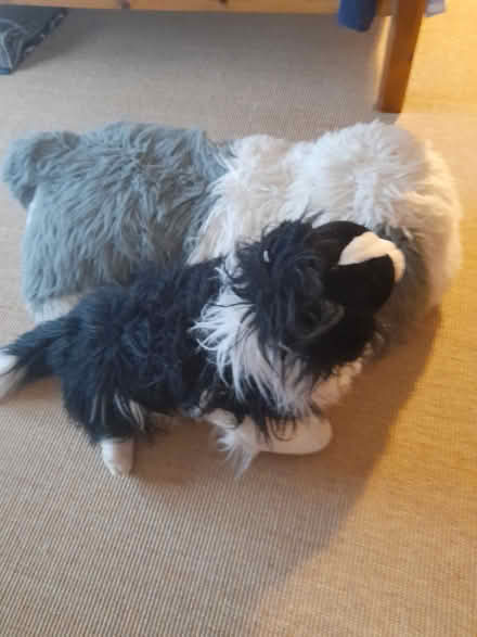 Photo of free Two toy dogs (Poole BH14) #2