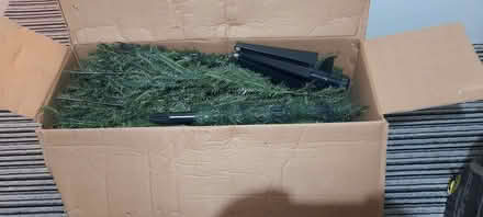 Photo of free christmas tree (Lakeside B98) #4