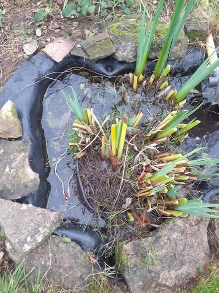 Photo of free Blue Iris garden/pond plant (Bowbridge GL5) #1