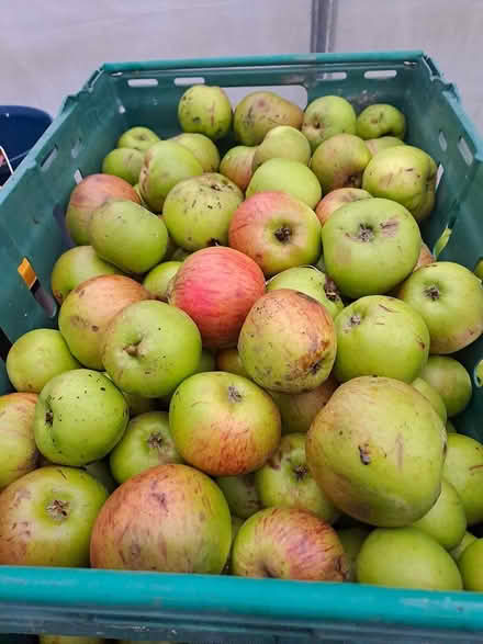 Photo of free Windfall cooking apples (Edinburgh, Canonmills EH7) #2