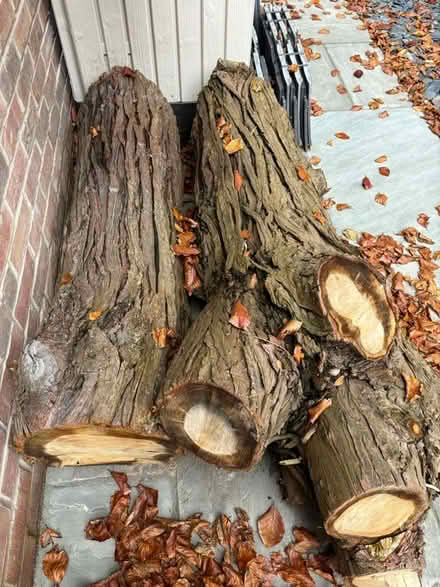 Photo of free Wood from tree cut down. (Noctorum CH43) #1