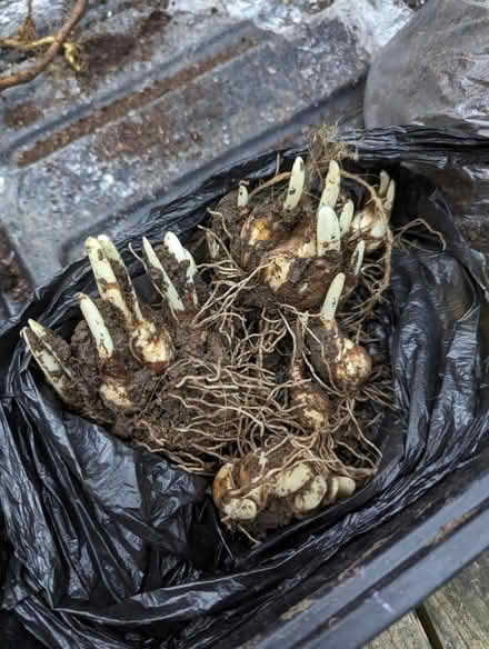 Photo of free Narcissus bulbs (Tonbridge TN10) #1