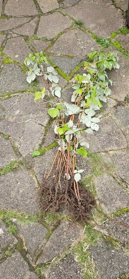 Photo of free Raspberry canes (Purley on Thames RG31) #1