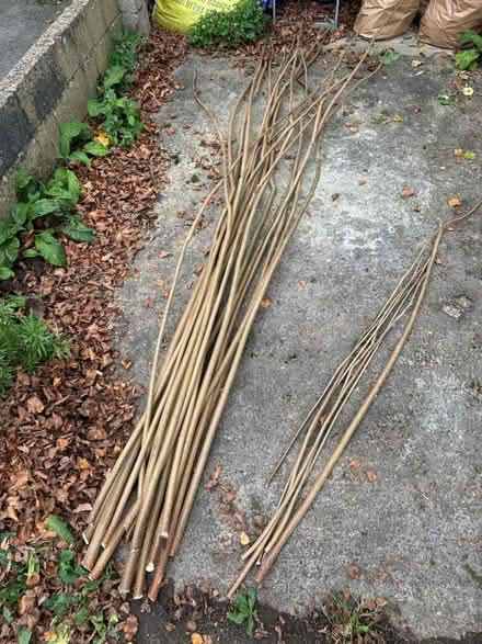 Photo of free Fresh cut hazel poles (Headington OX3) #1