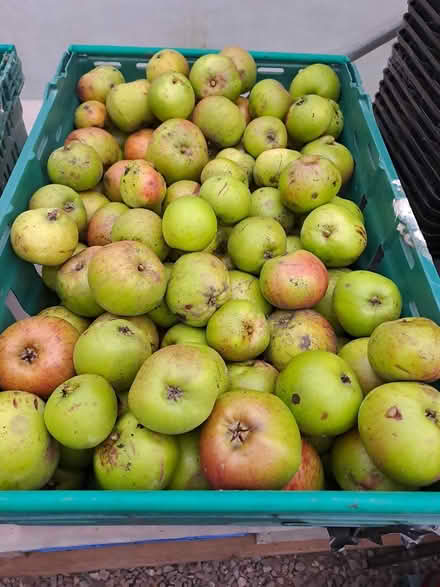 Photo of free Windfall cooking apples (Edinburgh, Canonmills EH7) #3