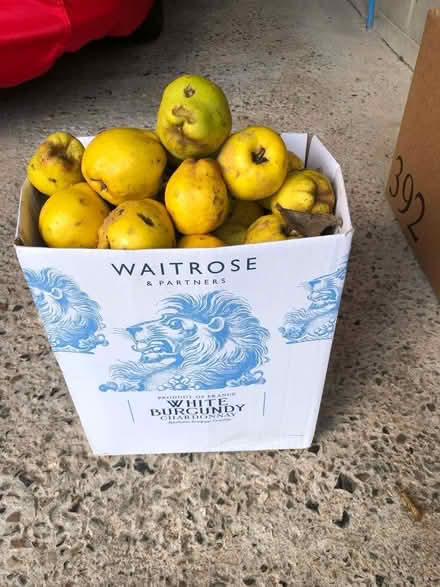 Photo of free Small box of quinces (East Carleton NR14) #1