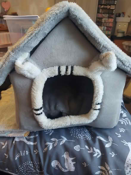 Photo of free Cat/ small dog bed (BD21 Keighley) #2