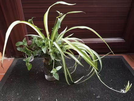 Photo of free Trailing houseplant cuttings (Langwathby CA10) #1