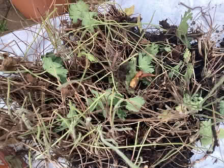 Photo of free Garden Plants (Morley LS27) #1