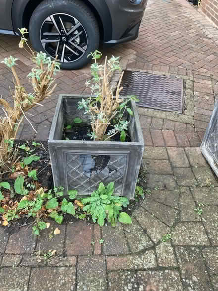 Photo of free 3 x large buddleia shrubs in pots (Near Cameron Toll EH16) #2