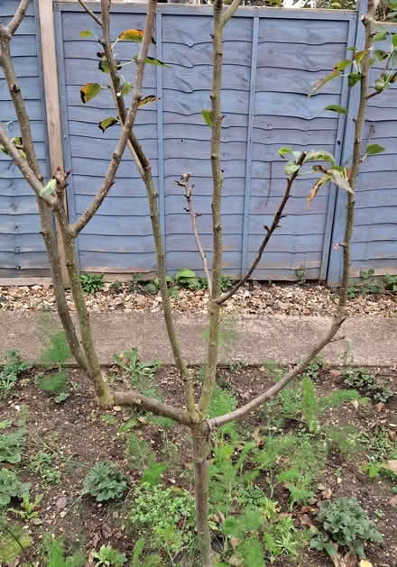 Photo of free Pear tree (Norcot RG30) #1