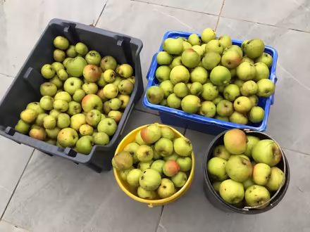 Photo of free Windfall cooking apples (Bournville B30) #1