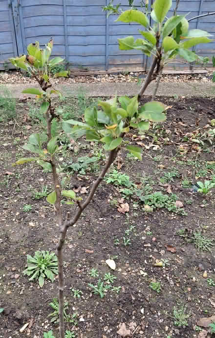 Photo of free A pear tree 2 years old (Norcot RG30) #1