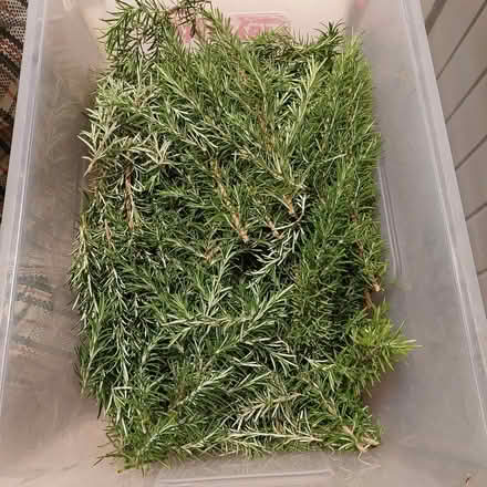 Photo of free Rosemary sprigs (Hertford Heath SG13) #1