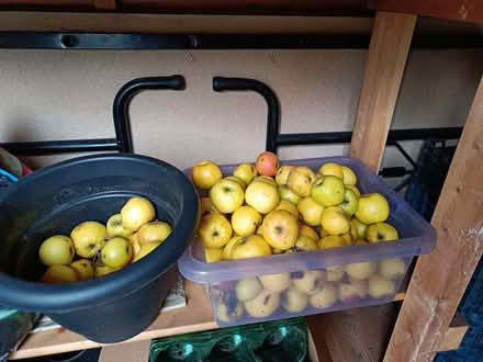 Photo of free Crab Apples (Formby L37) #1
