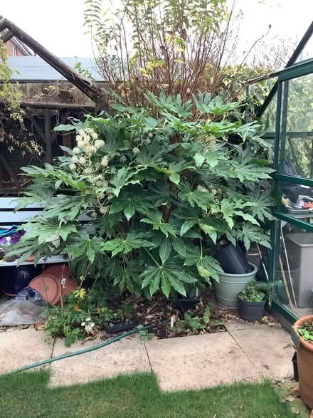 Photo of free Large Fatsia (Tenbury Wells WR15) #2