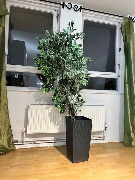 Photo of free Plastic tree (SE11) #1