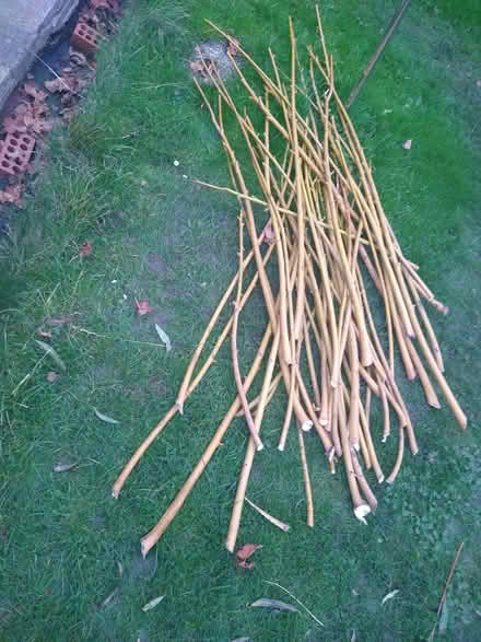 Photo of free Willow branches and twigs (Covingham SN3) #2