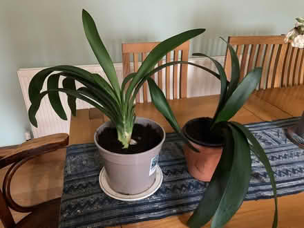 Photo of free Clivia indoor plant (Horsley DE21) #1