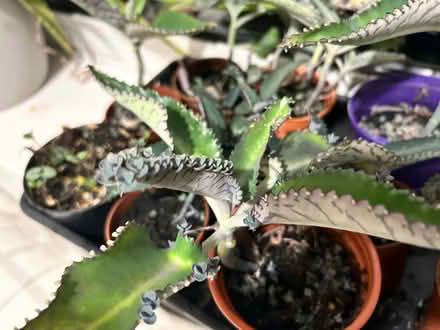 Photo of free Mother of thousands house plant (Larkfield) #2