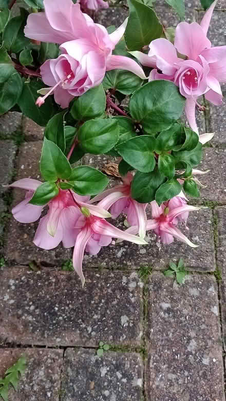 Photo of free Trailing Fuchsias - No Pots (ME10) #1