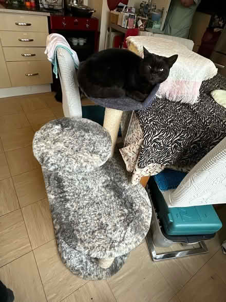Photo of free Cat scratcher bed / play thing (BH8 Bournemouth) #1