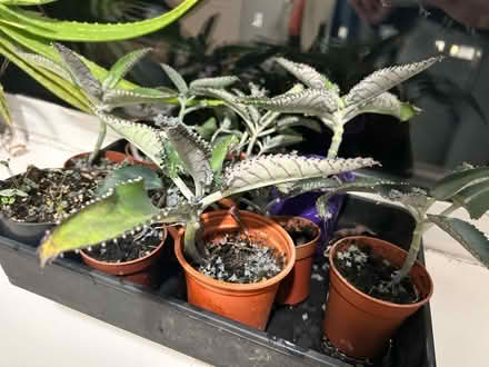 Photo of free Mother of thousands house plant (Larkfield) #3
