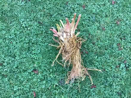 Photo of free Pond lilly 1 root left (Worcs WR5) #1