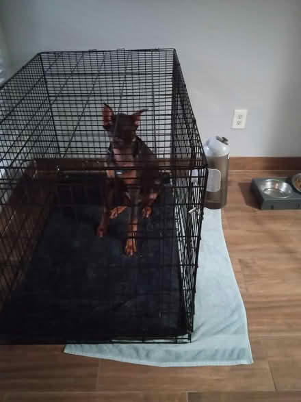 Photo of free 5 month old female dobi puppy (Sugar Creek Sugarland) #1