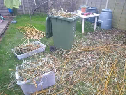Photo of free Willow branches and twigs (Covingham SN3) #3