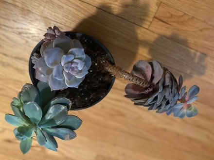 Photo of free Succulents in Wilmette (Catalpa and Oakwood - Wilmette) #1