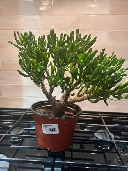 Photo of free Succulent (S Downers Grove) #1