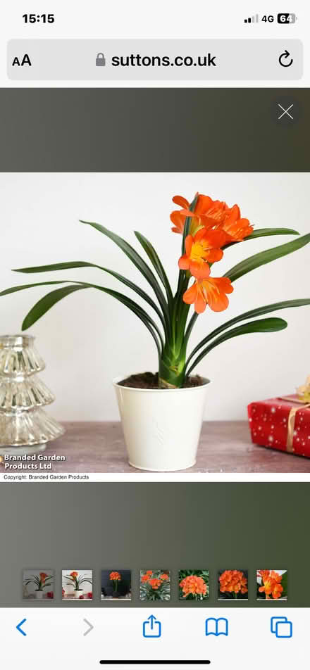 Photo of free Clivia indoor plant (Horsley DE21) #2