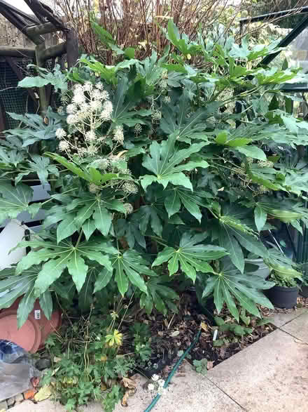 Photo of free Large Fatsia (Tenbury Wells WR15) #1