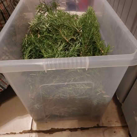 Photo of free Rosemary sprigs (Hertford Heath SG13) #2
