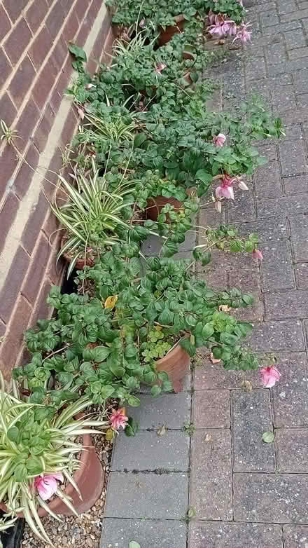 Photo of free Trailing Fuchsias - No Pots (ME10) #2