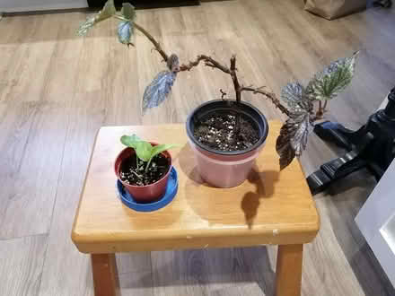 Photo of free Indoor Plants (Lakeview, close to Bayshore) #1