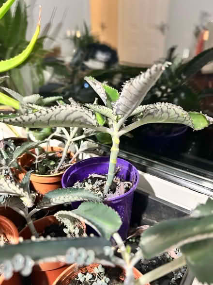 Photo of free Mother of thousands house plant (Larkfield) #1