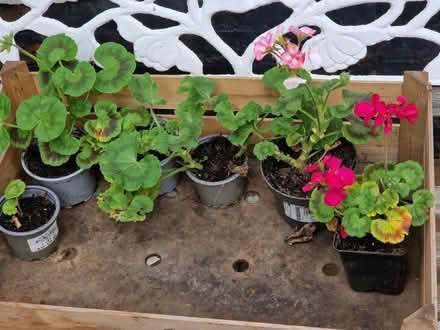 Photo of free Geraniums, not hardy (Gracemount EH16) #1