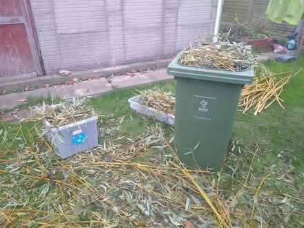 Photo of free Willow branches and twigs (Covingham SN3) #1
