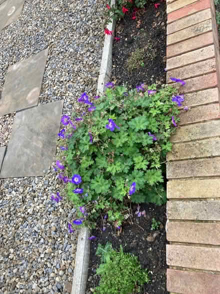 Photo of free Garden Plants (Morley LS27) #3