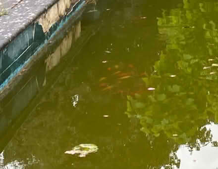 Photo of free Goldfish looking for new pond (Hinton Martell, Wimborne) #1