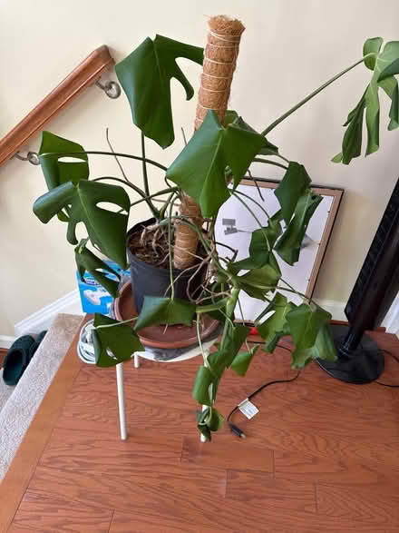 Photo of free monstera plant (Wheaton, MD) #1