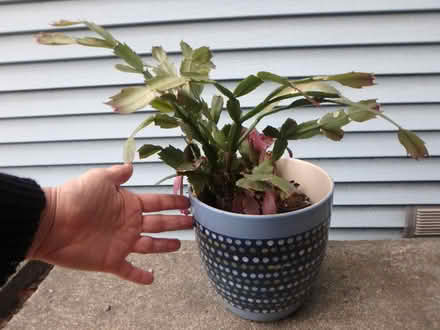 Photo of free Xmas Cactus (Interbay/Queen Anne) #2